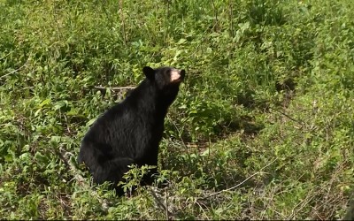 Episode 2: Ontario Spring Bear Hunt
