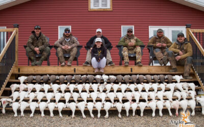 Apex of Spring Snow Geese