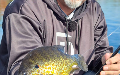 Sunfish Fry