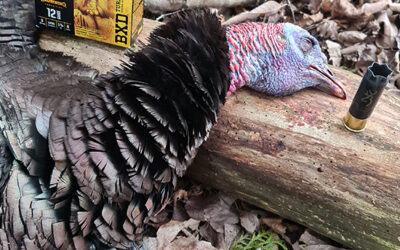 Spring Turkey